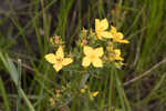 Yellow meadowbeauty